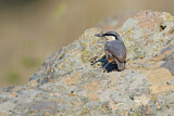 Image. Western Rock Nuthatch