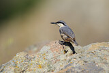 Image. Western Rock Nuthatch