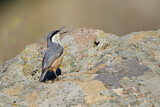 Image. Western Rock Nuthatch