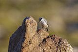 Image. Western Rock Nuthatch