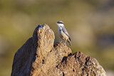 Image. Western Rock Nuthatch