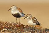 Image. Western Sandpiper & Dunlin