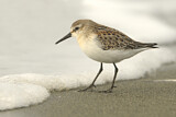 Image. Western Sandpiper
