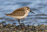 Image. Western Sandpiper