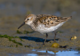 Image. Western Sandpiper