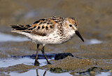 Image. Western Sandpiper