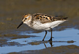 Image. Western Sandpiper
