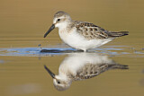 Image. Western Sandpiper