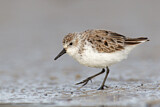 Image. Western Sandpiper