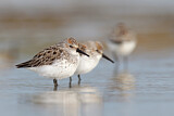 Image. Western Sandpiper