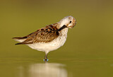 Image. Western Sandpiper
