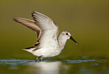 Image. Western Sandpiper