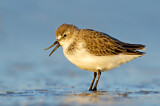 Image. Western Sandpiper