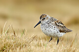 Image. Western Sandpiper