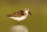 Image. Western Sandpiper