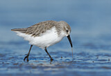 Image. Western Sandpiper