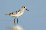 Image. Western Sandpiper
