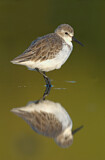 Image. Western Sandpiper
