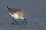 Image. Western Sandpiper