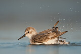 Image. Western Sandpiper