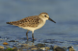 Image. Western Sandpiper