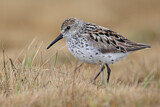 Image. Western Sandpiper