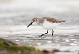 Image. Western Sandpiper