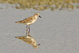 Image. Western Sandpiper