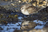 Image. Western Sandpiper