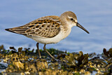 Image. Western Sandpiper