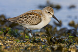 Image. Western Sandpiper