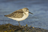 Image. Western Sandpiper