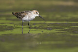 Image. Western Sandpiper