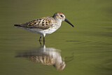 Image. Western Sandpiper
