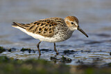 Image. Western Sandpiper