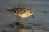 Image. Western Sandpiper