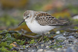 Image. Western Sandpiper