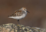 Image. Western Sandpiper