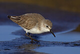 Image. Western Sandpiper