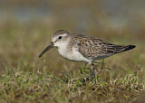 Image. Western Sandpiper