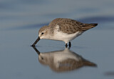 Image. Western Sandpiper