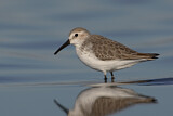 Image. Western Sandpiper