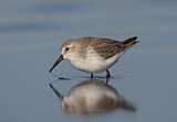 Image. Western Sandpiper