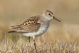 Image. Western Sandpiper
