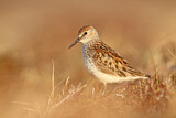 Image. Western Sandpiper
