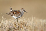 Image. Western Sandpiper