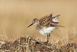 Image. Western Sandpiper
