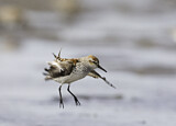 Image. Western Sandpiper