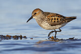 Image. Western Sandpiper
