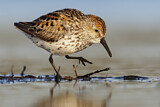 Image. Western Sandpiper